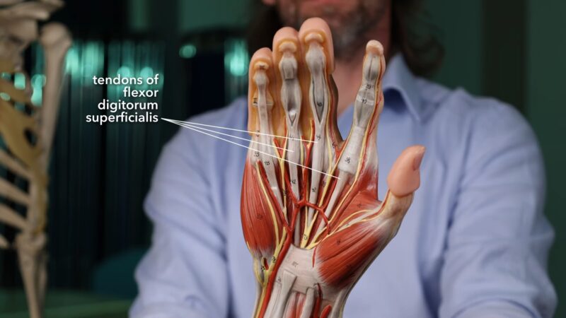 Hand tendons (anatomy)